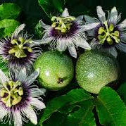 Miniature Passion Fruit seeds for planting - Heirloom & Non-GMO Garden seeds