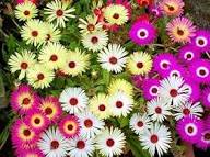 Mixed Ice Plant Flower Seeds for Planting | Heirloom Non-GMO High Germination Organic Garden Seeds