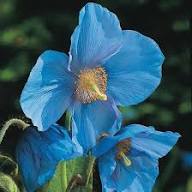 Meconopsis Flower Seeds for Planting - Vibrant Colors, Heirloom &amp; Non-GMO Seeds for Home Garden