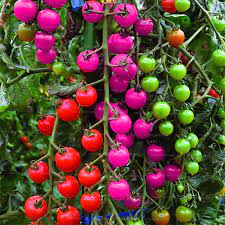 Multi-Colour Tomato Vegetable Seeds for Planting – Heirloom & Non-GMO Seeds for Vibrant, Unique Garden Tomatoes