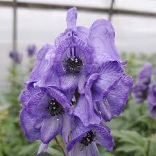 Eisenhut Flower Seeds for Planting – Heirloom, Non-GMO, High Germination Organic Garden Seeds