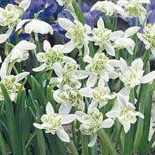 Rare Scented Snowdrops (Galanthus nivalis 'Flore Pleno') Flower Seeds for Planting - Heirloom & Non-GMO Seeds for Home Garden