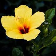 Hibiscus Flower Seeds for Planting | Heirloom Non-GMO Organic Garden Seeds, Colorful Display, High Germination