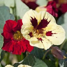 White Red Nasturtium Flower Seeds - Compact Growth, Heirloom, Non-GMO Organic Garden Seeds for Planting