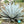 Agave Havardiana Succulent  Flower seeds for Planting - Fragrant Blossoms, Heirloom & GMO Free Seeds for Home Garden, 100pcs