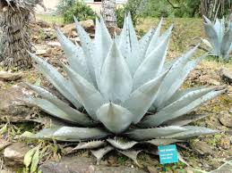 Agave Havardiana Succulent  Flower seeds for Planting - Fragrant Blossoms, Heirloom & GMO Free Seeds for Home Garden, 100pcs