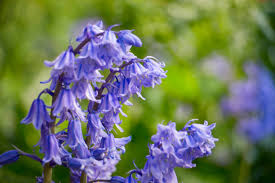 Bluebells Flower seeds for Planting - Bright Blooms, Heirloom & GMO Free Seeds for Home Garden, 100pcs