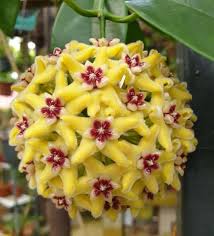 Yellow Red Hoya Flower Seeds for Planting Heirloom Non-GMO High Germination Organic Garden Seeds