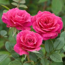 Pink Red Climbing Rose Flower Seeds for Planting – Heirloom, Non-GMO, Garden Favorite, High Germination