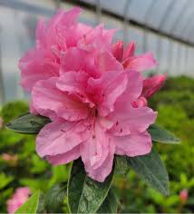 Azalea Flower Seeds for Planting – Heirloom, Non-GMO, Cut Flower Favorite, High Germination Organic Garden Seeds