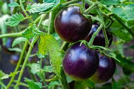 Purple Tomato Seeds for Planting – Heirloom & Non-GMO Bold Color and Rich Taste Variety