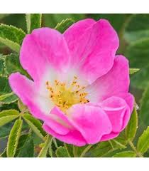 Rosehip Flower Seeds for Planting – Wildflower Mix, Heirloom, GMO Free Organic Garden Seeds