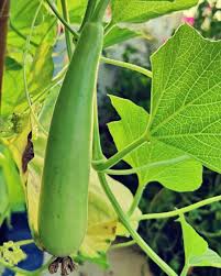 Green Bottlegourd Vegetable flower seeds for planting - Heirloom & Non-GMO Garden Seeds