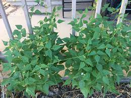 Green Tepary Bean Vegetable Seeds for Planting – Heirloom & Non-GMO Seeds for Drought-Tolerant Protein-Rich Crops