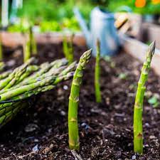Asparagus Vegetable Seeds for Planting – Heirloom & Non-GMO Garden Seeds