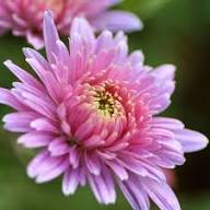Baby Pink Chrysanthemum Flower Seeds for Planting - Premium Quality, Heirloom & Non-GMO Seeds for Home Garden