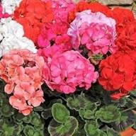 Geranium Flower Seeds for Planting – Heirloom, Non-GMO, High Germination Organic Garden Seeds