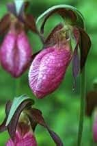 Heirloom Lady’s Slipper Orchid Flower Seeds for Planting – Non-GMO, High Germination Organic Garden Seeds