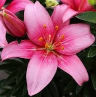 Pink White Nolilis Flower Seeds for Planting – Heirloom, Non-GMO, High Germination Organic Garden Seeds