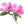 Azalea Flower Seeds for Planting – Heirloom, Non-GMO, Cut Flower Favorite, High Germination Organic Garden Seeds