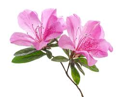 Azalea Flower Seeds for Planting – Heirloom, Non-GMO, Cut Flower Favorite, High Germination Organic Garden Seeds