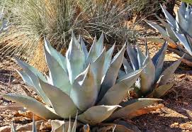 Agave Havardiana Succulent  Flower seeds for Planting - Fragrant Blossoms, Heirloom & GMO Free Seeds for Home Garden, 100pcs