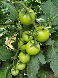 Tomato Seeds for Planting Green – Heirloom, Non-GMO, Crisp Salad Variety – High Germination