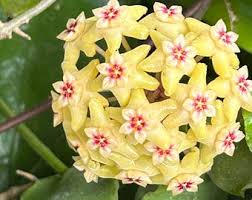 Yellow Red Hoya Flower Seeds for Planting Heirloom Non-GMO High Germination Organic Garden Seeds