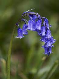 Bluebells Flower seeds for Planting - Bright Blooms, Heirloom & GMO Free Seeds for Home Garden, 100pcs