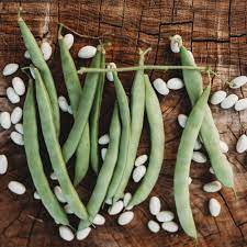 White Marrow Bean Vegetable Seeds for Planting – Heirloom & Non-GMO Seeds for Nutritious Classic Legumes