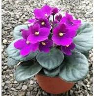 African Violets Flower Seeds for Planting | Heirloom Non-GMO Organic Garden Seeds, Cut Flower Favorite, High Germination