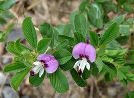 Lespedeza Bicolor Flower Seeds for Planting - Heirloom, Non-GMO, Long Bloom, High Germination