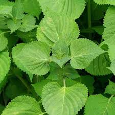 Perilla Vegetable Seeds for Planting – Heirloom, Non-GMO, High Germination Organic Garden Seeds for Aromatic Culinary Leaves