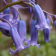 Bluebell Flower seeds for Planting - Shade Tolerant, Heirloom & GMO Free Seeds for Home Garden