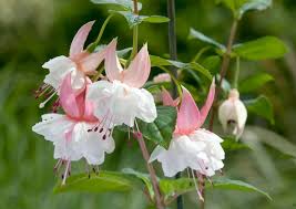 Pink White Fuchsia Flower Seeds for Planting – Heirloom Non-GMO High Germination Blooms