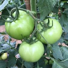 Tomato Seeds for Planting Green – Heirloom, Non-GMO, Crisp Salad Variety – High Germination