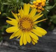 Grindelia Flower Seeds for Planting | Heirloom Non-GMO Organic Garden Seeds High Germination