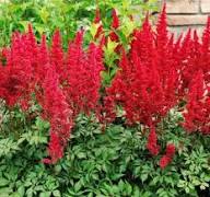 Red Astilbe Perennial Flower Seeds for Planting – Heirloom Non-GMO Pollinator Friendly Organic Garden Seeds
