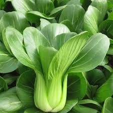 Green Pak Choi flower seeds for planting - Heirloom & Non-GMO Garden Seeds