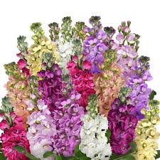 Mixed Matthiola Incana Flower Seeds for Planting | Heirloom Non-GMO High Germination Organic Garden Seeds
