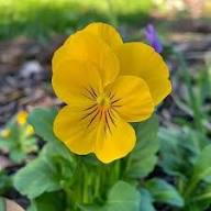 Yellow Viola Flower Seeds for Planting | Heirloom Non-GMO High Germination