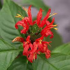 Red Pachystachys Flower Seeds for Planting – Heirloom Non-GMO, High Germination Organic Garden Seeds