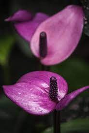 Purple Anthurium Flower Seeds for Planting - Cut Flower Favorite, Heirloom & GMO Free Seeds for Home Garden