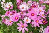 Heirloom Cosmos Peppermint Twist Flower Seeds for Planting – Premium Quality, Non-GMO, High Germination Organic Garden Seeds