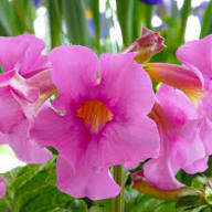 Pink Incarvillea Flower Seeds for Planting | Heirloom Non-GMO High Germination Organic Garden Seeds