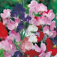 Heirloom Pea Flower Seeds for Planting – Non-GMO High Germination Organic Garden Seeds