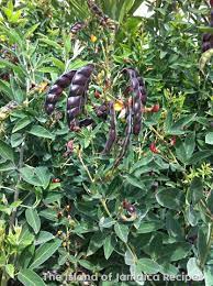 Jamaica Gungo Pea Seeds for Planting – Heirloom Non-GMO Nutritious Legume Vegetable Seeds with High Germination for Organic Gardens