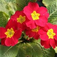 Primula Malacoides Red Flower Seeds for Planting – Heirloom, Non-GMO, High Germination