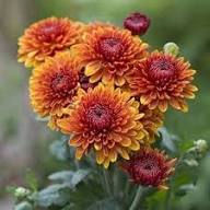 Heirloom Yellow &amp; Red Chrysanthemum morifolium Flower Seeds for Planting – Colorful Display Non-GMO High Germination Organic Garden Seeds