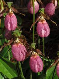 Flower Seeds, Seeds,Seeds For Planting,Plant Seeds